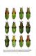 Chrysocarabus 14.jpg