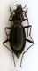 Nebria02  10mm.JPG
