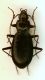 Nebria03  10mm.JPG