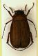Serica02 10mm.JPG