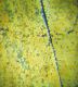 Hoplia sp_Sidi Bouzid_dorso 004.jpg