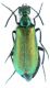 Lytta sp_Meloidae_Senköy_Turchia 2011 preparati 031.jpg