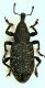Hylobius pini 17mm.JPG