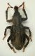 Curculio02 3.8mm.JPG