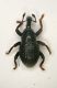 Curculio01 2mm.JPG