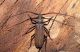 scabricorne.jpg