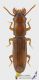 Prpstomis mandibularis_Romania_Cosmin_FEI.jpg