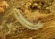 Prostomis mandibularis_larva_La Lama 24_8_2011 006_bis.jpg