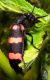 DSCN7498_1150.JPG