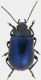 oreina-intricata-male-p-cereda-16-8-2011.jpg