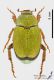 Hoplia_dilutipes_f_s.JPG