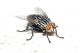 mosca2.jpg