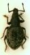 Otiorrinco02 6.5mm.JPG