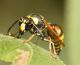 IMG_9842 Eumenidae.jpg