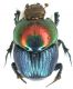 Proagoderus gemmatus Péringuey, 1901_Zambia_2008 012.jpg