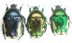 Netocia (Potosia) trojana_Kuskun Kiran 019.jpg