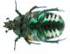 Netocia (Potosia) trojana_Kuskun Kiran 030.jpg