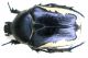 Netocia (Potosia) trojana_Kuskun Kiran 014.jpg