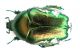 Netocia (Potosia) trojana_Kuskun Kiran 035.jpg