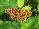 SDC12024_Nymphalidae_Q.JPG
