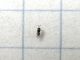 Eurytomidae_Hymenoptera_adulto.jpg