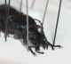 carabus_002.jpg