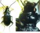 nebria 1.jpg