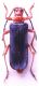 Rhamnusium_graecum02.JPG