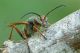 Sceliphron_curvatum_1_1000.jpg