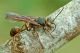 Sceliphron_curvatum_1000.jpg