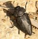 IMG_9087 Capnodis.jpg
