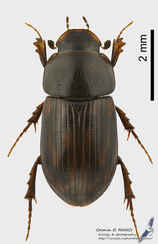 Aphodius_s.JPG