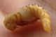 Tenebrionidae- Tenebrio molitor larva-+IMG_12478 22 03 09.jpg
