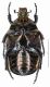Protaetia affinis pyrodera from Turkey_ventral.jpg