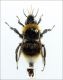 B. (Psithyrus) vestalis - male forum.jpg