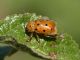 Cryptocephalus_octomaculatus_Cervara_30-VIIII-2011_OL015.JPG