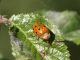 Cryptocephalus_octomaculatus_Cervara_30-VIIII-2011_OL012.JPG