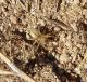 Cheiracanthium pelasgicum_13 e 14 luglio.JPG