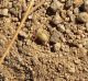 Cheiracanthium pelasgicum_29 e 30 luglio.JPG