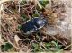 Netocia-squamosa_Piano-Battaglia_1600-m_20-VI-2010.jpg
