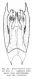 Invrea._Fig. 84 - Smicromyrme ausonia_ apparato copulatore.jpg