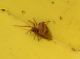 Gibbaranea bituberculata_2.JPG