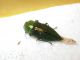 DSCN8519.JPG