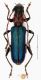 Cerambycidae_sp_3 from Turkey.jpg