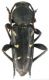 Turanoclytus sieversi_Ovacik_male_ 003.jpg