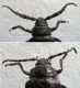 F-1. Prionus coriarius (Male and Female).jpg