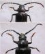 F-2. Prionus besicanus (Male and Female).jpg