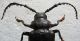F-3. Prionus besicanus (Male) 13 segm..jpg