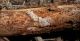 Pogonocherus eugeniae_galleria_1.jpg
