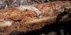 Pogonocherus eugeniae_galleria_2.jpg
